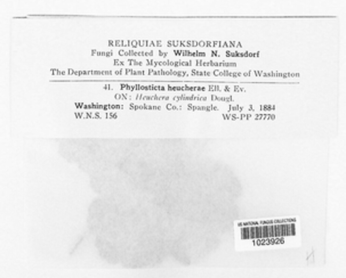 Phyllosticta heucherae image